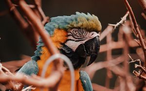 Preview wallpaper parrot, macaw, bird, colorful, branches