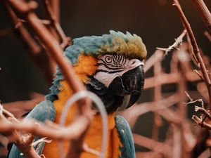 Preview wallpaper parrot, macaw, bird, colorful, branches