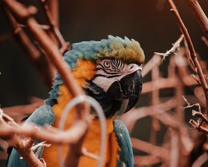 Preview wallpaper parrot, macaw, bird, colorful, branches