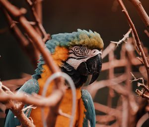 Preview wallpaper parrot, macaw, bird, colorful, branches