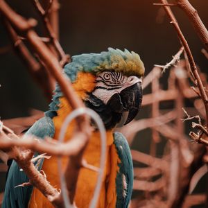 Preview wallpaper parrot, macaw, bird, colorful, branches