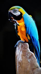 Preview wallpaper parrot, macaw, bird, colorful, stone