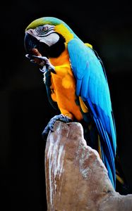 Preview wallpaper parrot, macaw, bird, colorful, stone