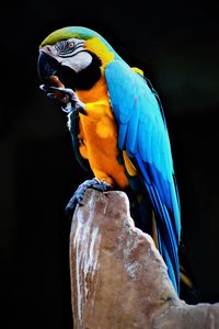 Preview wallpaper parrot, macaw, bird, colorful, stone