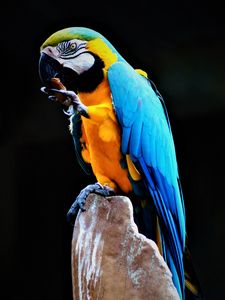 Preview wallpaper parrot, macaw, bird, colorful, stone