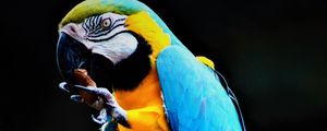 Preview wallpaper parrot, macaw, bird, colorful, stone