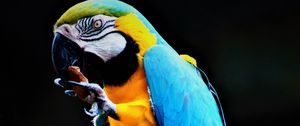 Preview wallpaper parrot, macaw, bird, colorful, stone