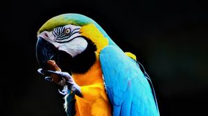 Preview wallpaper parrot, macaw, bird, colorful, stone