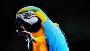 Preview wallpaper parrot, macaw, bird, colorful, stone