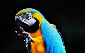 Preview wallpaper parrot, macaw, bird, colorful, stone