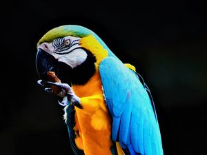 Preview wallpaper parrot, macaw, bird, colorful, stone