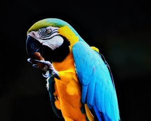 Preview wallpaper parrot, macaw, bird, colorful, stone