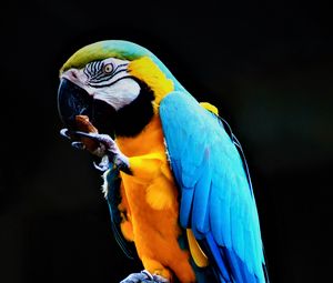 Preview wallpaper parrot, macaw, bird, colorful, stone