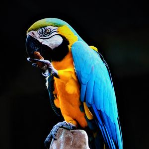 Preview wallpaper parrot, macaw, bird, colorful, stone