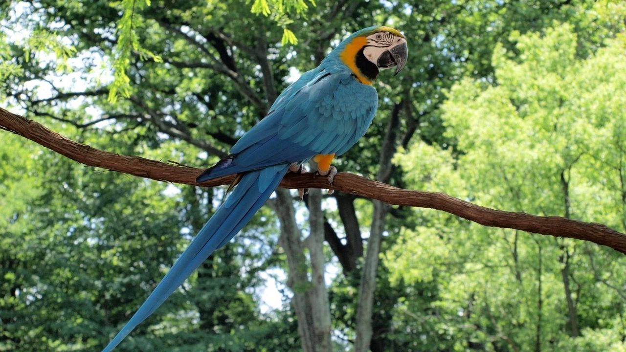 Wallpaper parrot, macaw, bird, branch, tail, sitting, color, forest