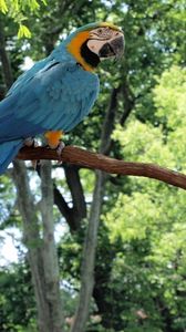 Preview wallpaper parrot, macaw, bird, branch, tail, sitting, color, forest