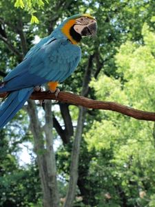 Preview wallpaper parrot, macaw, bird, branch, tail, sitting, color, forest