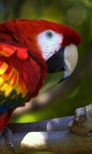 Preview wallpaper parrot, macaw, bird, branch