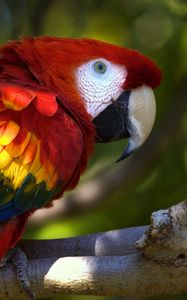 Preview wallpaper parrot, macaw, bird, branch