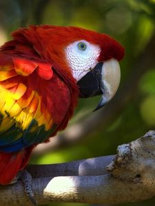 Preview wallpaper parrot, macaw, bird, branch