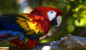 Preview wallpaper parrot, macaw, bird, branch