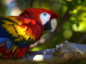 Preview wallpaper parrot, macaw, bird, branch