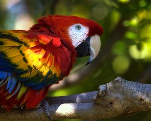 Preview wallpaper parrot, macaw, bird, branch