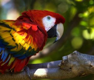 Preview wallpaper parrot, macaw, bird, branch