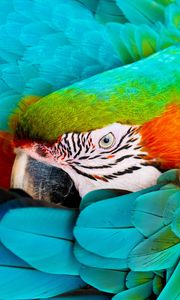 Preview wallpaper parrot, macaw, eye, feathers