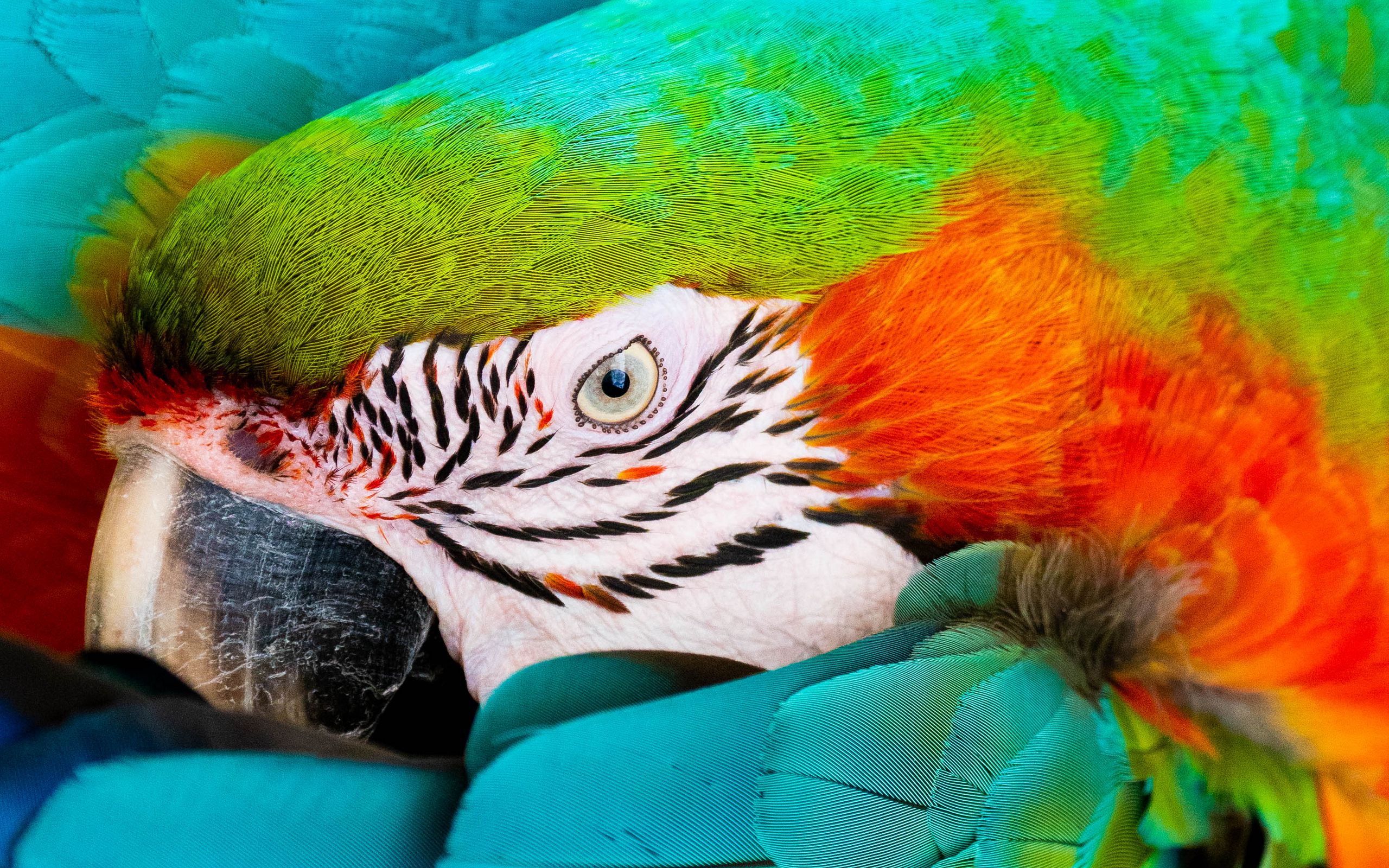 Download wallpaper 2560x1600 parrot, macaw, eye, feathers widescreen 16