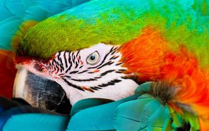 Preview wallpaper parrot, macaw, eye, feathers