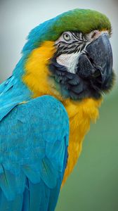 Preview wallpaper parrot, macaw, feathers, color