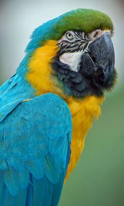 Preview wallpaper parrot, macaw, feathers, color