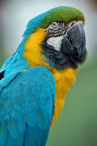 Preview wallpaper parrot, macaw, feathers, color