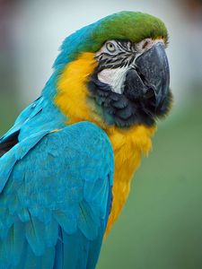 Preview wallpaper parrot, macaw, feathers, color