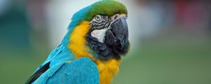 Preview wallpaper parrot, macaw, feathers, color