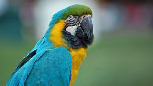Preview wallpaper parrot, macaw, feathers, color