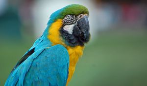 Preview wallpaper parrot, macaw, feathers, color