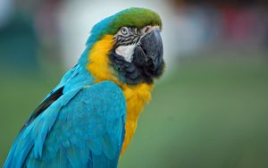 Preview wallpaper parrot, macaw, feathers, color