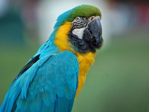 Preview wallpaper parrot, macaw, feathers, color