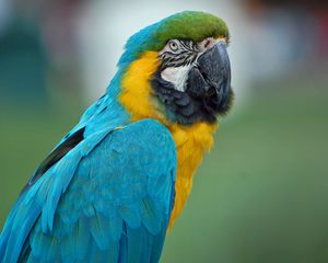 Preview wallpaper parrot, macaw, feathers, color