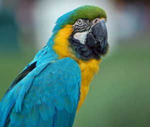 Preview wallpaper parrot, macaw, feathers, color