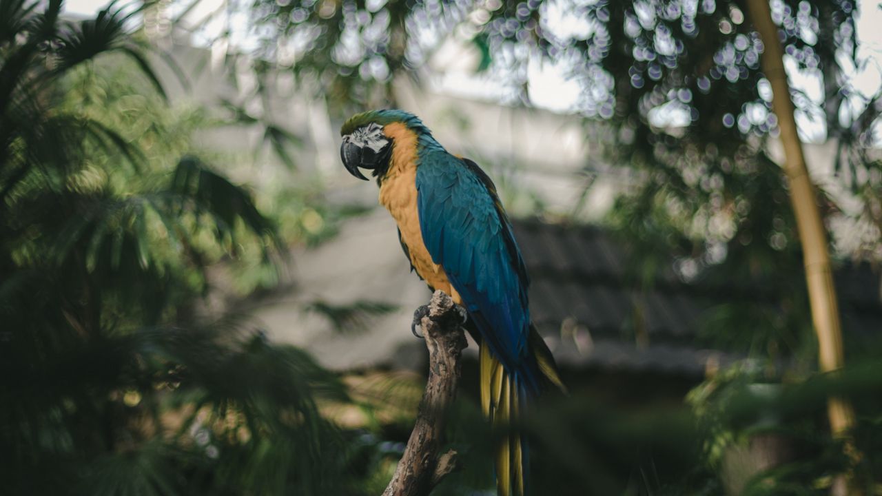 Wallpaper parrot, macaw, jungle, palm, bird, color, tropics