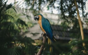 Preview wallpaper parrot, macaw, jungle, palm, bird, color, tropics