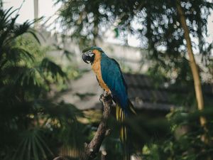 Preview wallpaper parrot, macaw, jungle, palm, bird, color, tropics