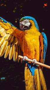 Preview wallpaper parrot, macaw, wing, wingspan