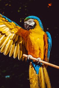 Preview wallpaper parrot, macaw, wing, wingspan