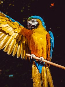 Preview wallpaper parrot, macaw, wing, wingspan