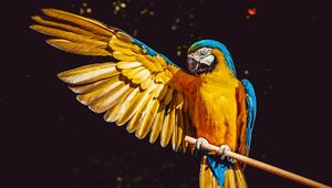 Preview wallpaper parrot, macaw, wing, wingspan