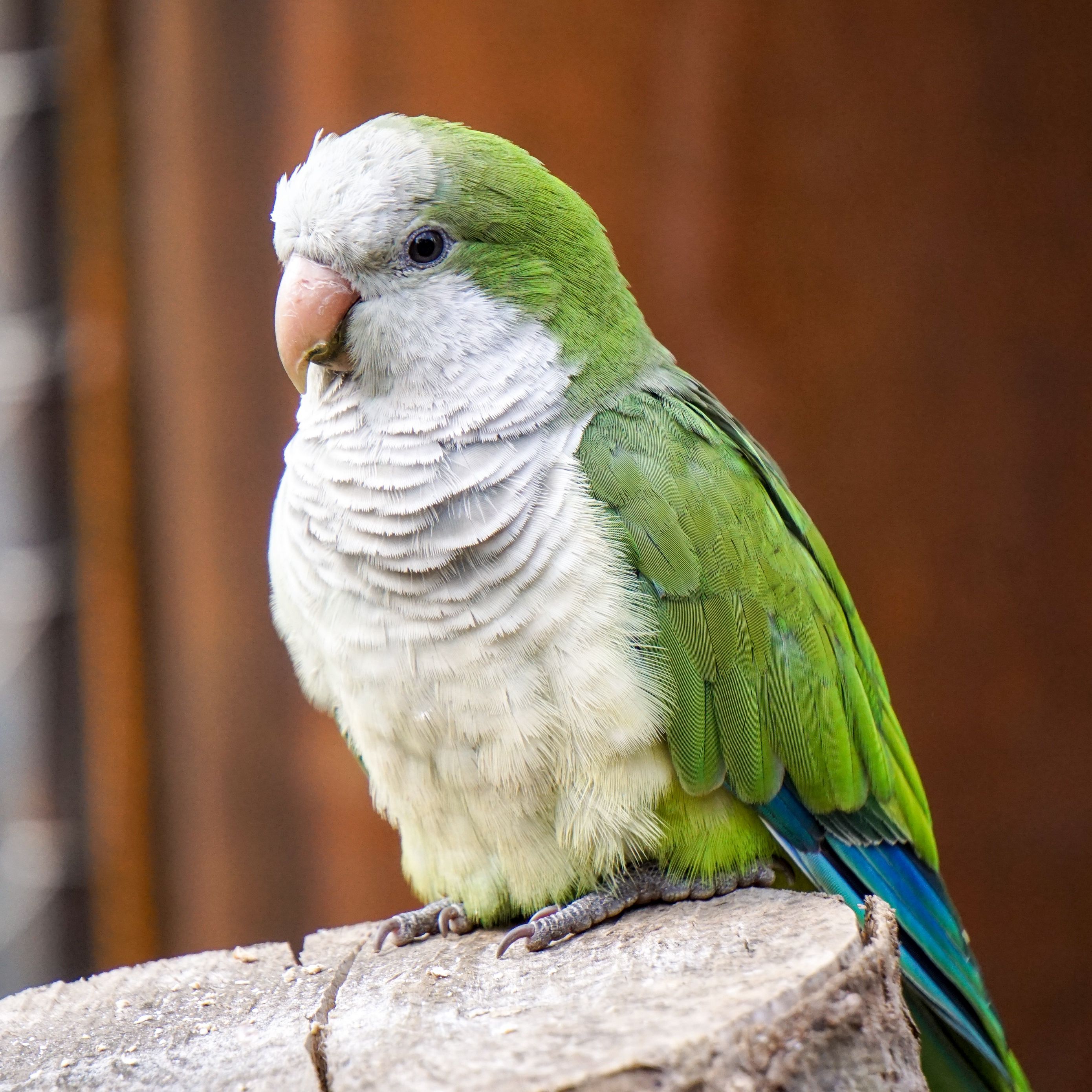 Download wallpaper 2780x2780 parrot, monk parakeet, color, bird ipad